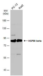 HSP90 beta Antibody in Western Blot (WB)