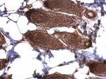 eIF3d Antibody in Immunohistochemistry (Paraffin) (IHC (P))