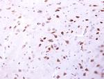 ENSA Antibody in Immunohistochemistry (Paraffin) (IHC (P))