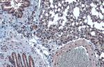 KLF4 Antibody in Immunohistochemistry (Paraffin) (IHC (P))