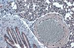 KLF4 Antibody in Immunohistochemistry (Paraffin) (IHC (P))