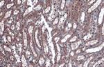 KLF4 Antibody in Immunohistochemistry (Paraffin) (IHC (P))