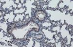 KLF4 Antibody in Immunohistochemistry (Paraffin) (IHC (P))