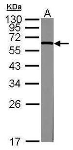 KLF4 Antibody in Western Blot (WB)