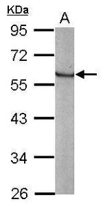 KLF4 Antibody in Western Blot (WB)