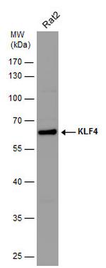 KLF4 Antibody in Western Blot (WB)