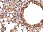 PABP Antibody in Immunohistochemistry (Paraffin) (IHC (P))