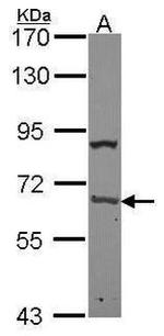 PABP Antibody in Western Blot (WB)