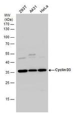 Cyclin D3 Antibody in Western Blot (WB)