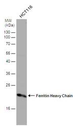 Ferritin Heavy Chain Antibody in Western Blot (WB)