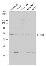 FUS Antibody in Western Blot (WB)