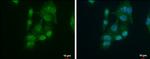 hnRNP D Antibody in Immunocytochemistry (ICC/IF)