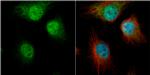 hnRNP D Antibody in Immunocytochemistry (ICC/IF)