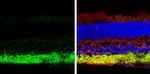 VGAT Antibody in Immunohistochemistry (Frozen) (IHC (F))