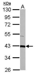 GOT2 Antibody in Western Blot (WB)