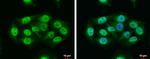 RAP1 Antibody in Immunocytochemistry (ICC/IF)