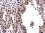 COBRA1 Antibody in Immunohistochemistry (Paraffin) (IHC (P))