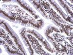 COBRA1 Antibody in Immunohistochemistry (Paraffin) (IHC (P))