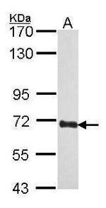 COBRA1 Antibody in Western Blot (WB)