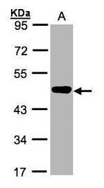 MEK2 Antibody in Western Blot (WB)