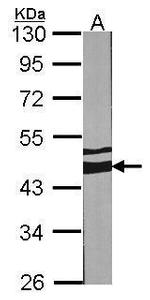 MEK2 Antibody in Western Blot (WB)