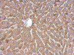 WDR1 Antibody in Immunohistochemistry (Paraffin) (IHC (P))