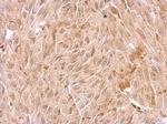 WDR1 Antibody in Immunohistochemistry (Paraffin) (IHC (P))