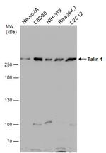 Talin 1 Antibody in Western Blot (WB)