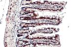 TRIM28 Antibody in Immunohistochemistry (Paraffin) (IHC (P))