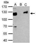 TRIM28 Antibody in Immunoprecipitation (IP)