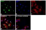 DPF2 Antibody in Immunocytochemistry (ICC/IF)
