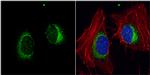HYOU1 Antibody in Immunocytochemistry (ICC/IF)