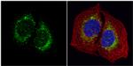 HYOU1 Antibody in Immunocytochemistry (ICC/IF)