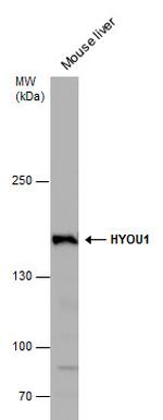 HYOU1 Antibody in Western Blot (WB)