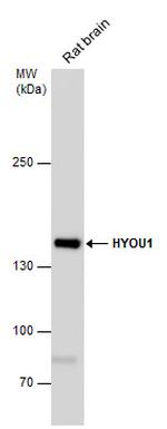 HYOU1 Antibody in Western Blot (WB)
