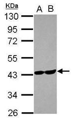 Aldolase C Antibody in Western Blot (WB)