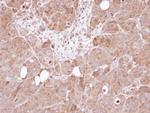 AHA1 Antibody in Immunohistochemistry (Paraffin) (IHC (P))