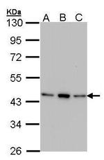 AHA1 Antibody in Western Blot (WB)