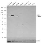 BAG3 Antibody