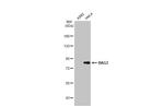 BAG3 Antibody in Western Blot (WB)