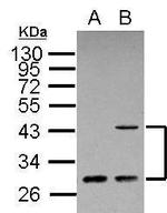 ING1 Antibody in Western Blot (WB)