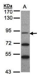 TrkC Antibody in Western Blot (WB)