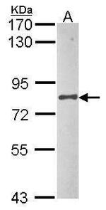 UBA2 Antibody in Western Blot (WB)