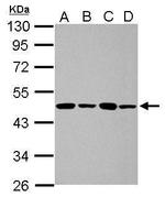 PPME1 Antibody in Western Blot (WB)