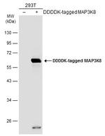 TPL2 Antibody in Western Blot (WB)