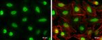 AF9 Antibody in Immunocytochemistry (ICC/IF)