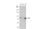 AF9 Antibody in Western Blot (WB)