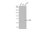 SHP-1 Antibody in Western Blot (WB)