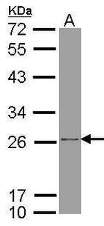 ATP Synthase B1 Antibody in Western Blot (WB)