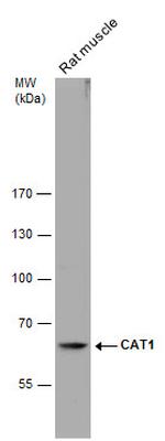 CAT1 Antibody in Western Blot (WB)